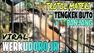 viral cendet trotol termahal materi tengkek buto panjang werkudoro jr