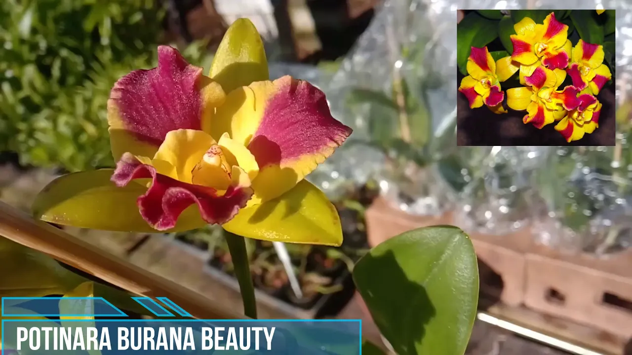 LINDA ORQUÍDEA RARA POTINARA BURANA BEAUTY ADULTA