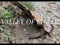 Valley of Litter - Collective Memory in Decay in the Arkansas Ozarks