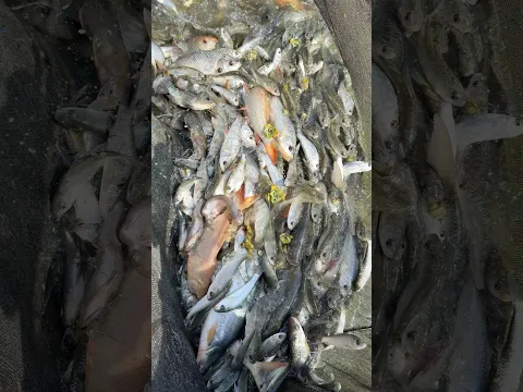 Carp Fish catching #fish #carpfishing