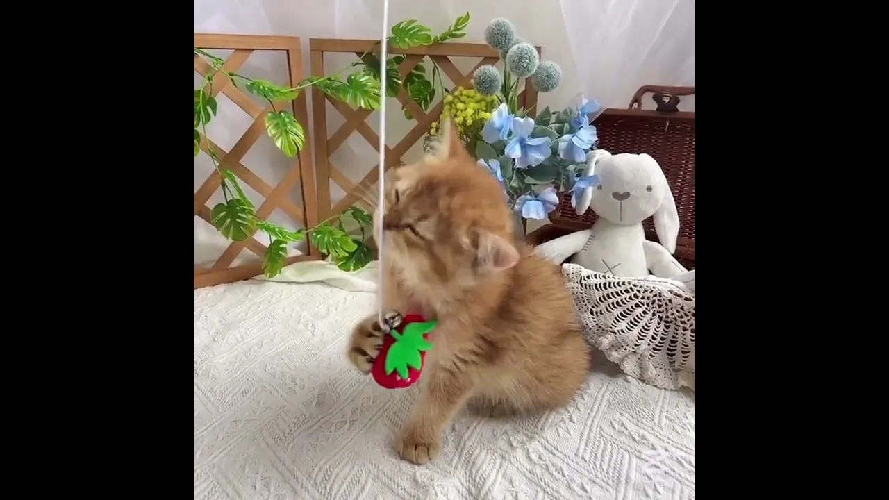 動画