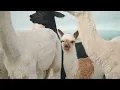 Blackwattle Alpaca Farm - Learn about paddock to products with us