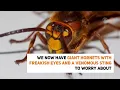 Invasive murder hornets found in U S for first time