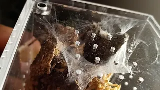 Tarantula Spiderlings
