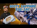 Gooty Sapphire tarantula had babies - How to pull an egg sac