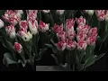 Tulip 'Cartouche' | Flower Bulbs from DutchGrown