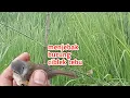 Lagu Cara menjebak burung ciblek tebu dengan mudah