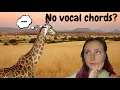 What Animals Have No Vocal Chords