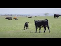 Common Cattle Operation Terms