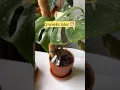 Download Lagu How to improve the growth of Monstera aerial roots (for young plants) 🌿 #monstera #plantcare #plant