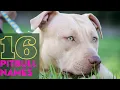 16 Male Pitbull Names What is your Pit Bull s name