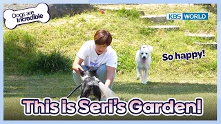 Download This is Rich Seri's happy garden!🏡🐕[Dogs are incredible : EP.179-2] | KBS WORLD TV 230725 MP3