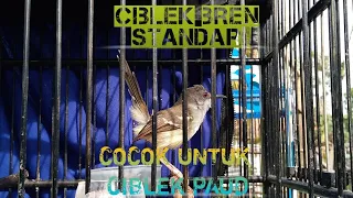 Download Masteran ciblek bren standar| cocok untuk masteran ciblek paud MP3