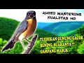 Download Lagu SUARA BURUNG TLEDEKAN GUNUNG JUARA BUAT PANCINGAN BUNYI