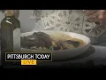 Bring the taste of the coast to your kitchen with a delicious mussel pasta