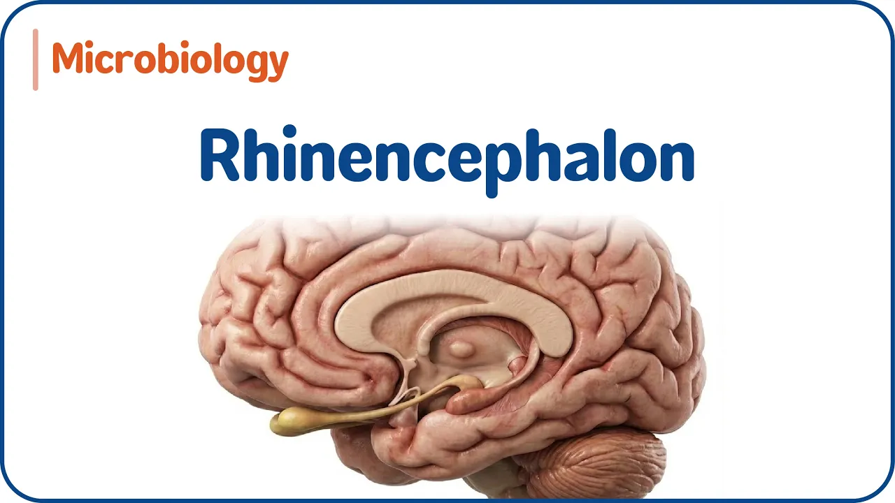 Rhinencephalon | Olfactory Brain, Limbic Connections & Clinical Correlations 🧠✨ | USMLE Step 1👩⚕️📚