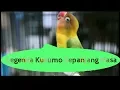 Download Lagu Masteran Lovebrid Ngekek Rapat Dan Panjang Kusumo