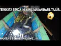 Download Lagu BEBERAPA HARI BELAKANGAN, IKAN DI JEBAKAN SERING HILANG.. TERNYATA INI YANG MEMANGSA..😨..