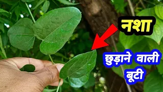 कैसा भी नशा क्यों ना हो, इस दिव्य जड़ी बूटी के प्रयोग से छूट जाएगा, नशा छुड़ाने वाली जड़ी बूटी