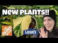 NEW PLANTS AT LOWE S Monstera Thai Constellation Hoya lacunosa Manjula Pothos More