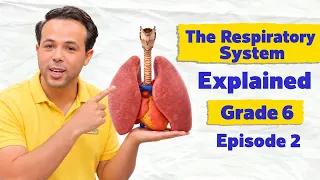 The Respiratory System Explained | Grade 6 | Episode 2