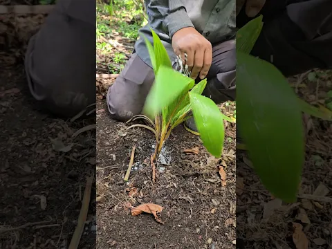 Aplica sal a la palma de coco