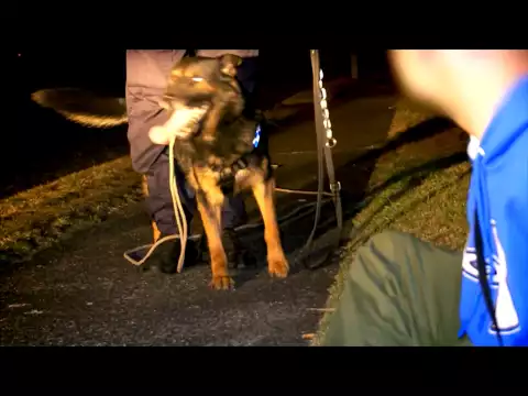Dog Squad Series 6 Promo