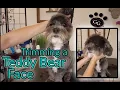 Trimming a Teddy Bear Face - Gina s Grooming