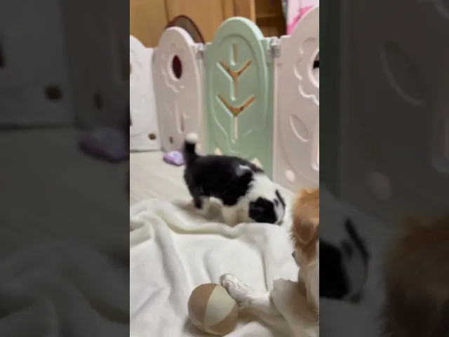 動画