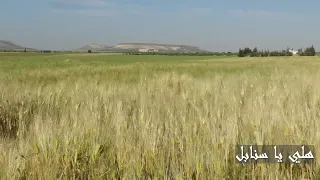                                                زكي ناصيف   هلي يا سنابل   بلدي حبيبي دندنها
