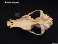 Mammal Skull Identification Lecture