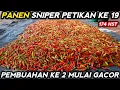 Lagu 🔴 PANEN CABE SNIPER PETIKAN KE 19 USIA 174 HST ‼️ PEMBUAHAN KE 2 MULAI GACOR #mitrapertanianchannel 