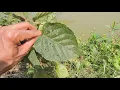 Hill Glory Bower | Clerodendrum infortunatum | Khowai | Tripura | North-East India