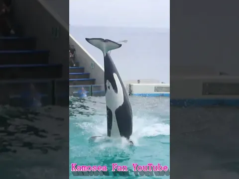 ララ余裕のルーピングキック最高!! #Shorts #鴨川シーワールド #シャチ #kamogawaseaworld #orca #killerwhale