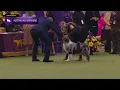 Australian Shepherds Breed Judging 2026