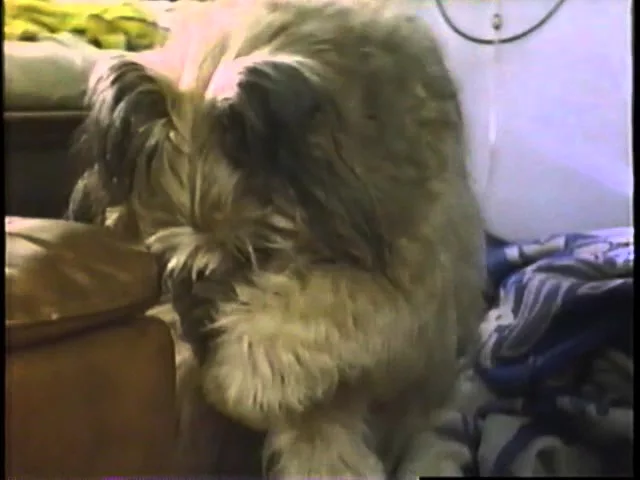 Top Dog (1995) Trailer (VHS Capture)