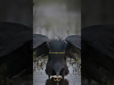 AVINI AYAĞINA ÇAĞIRAN KUŞ?