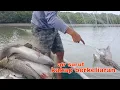 Download Lagu berburu kakap putih , ketika air muara surut , hasil nya seperti panen di kolam