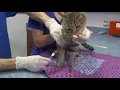 ASPCA Feline Subcutaneous Vaccination How-To