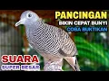 Download Lagu Perkutut Lokal Gacor Suara Kung Besar Pancingan Burung Perkutut Agar Bunyi.