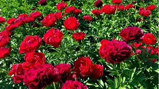 Peonies in Bloom 21 Varieties Peony Tour