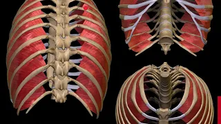 Teórico N° 38  Miología del tórax músculos intercostales y otros  Dr  Iván Madeo Gomez