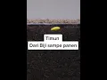 Download Lagu PROSES PENANAMAN BIJI TIMUN SAMPAI PANEN (1)