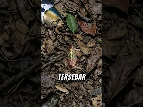 Kenapa Kecoa Gak Bisa Mati? 😮