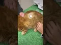 Applying a Freestyle Libre