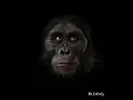 6 million years of Human Evolution in 40 seconds | HD |