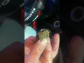 Wow Reef dispensary in Las Vegas