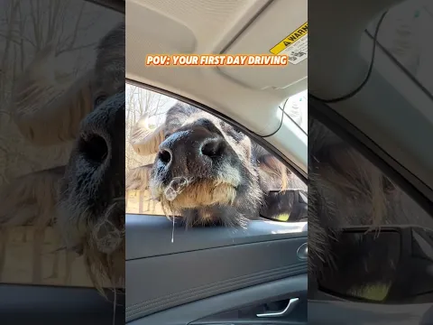 When Your First Drive Turns Into A Safari 😂🚗 #first #animals #viral #funny #fyp #foryou