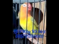 Lagu Lovebird palamas ngekek - by NS bird