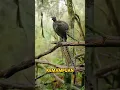Download Lagu Burung Yang Bisa Meniru Semua Suara #faktaunik #faktamenarik #pengetahuan #sejarah #seafood